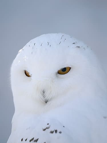 Finland, Ranua Wildlife Park. Snowy owl during winter. Art Print